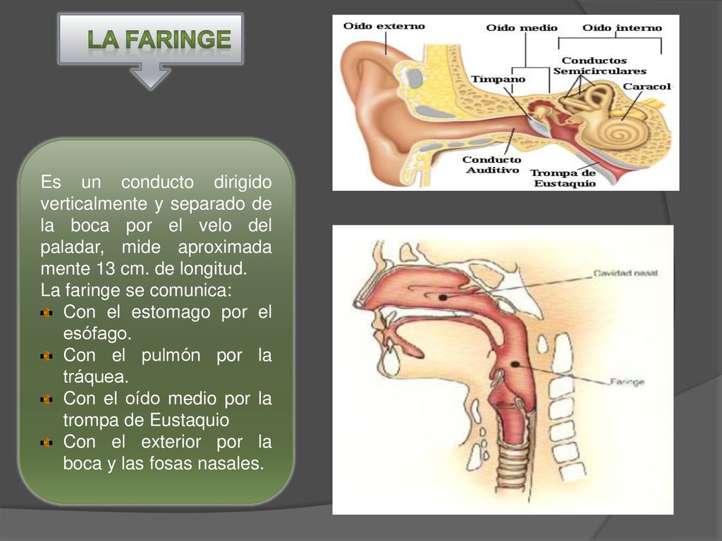 LA FARINGE Es un conducto dirigido verticalmente y separado de la boca por el velo del paladar, mide aproximada mente 13 cm. de longitud.