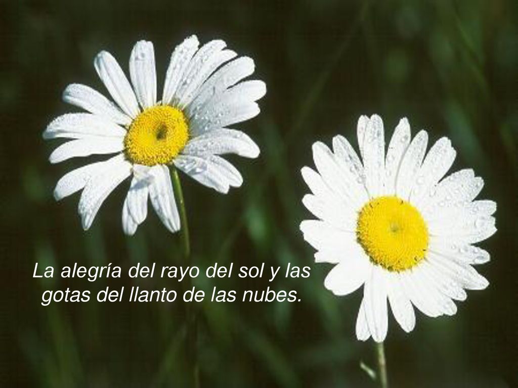 La alegría del rayo del sol y las gotas del llanto de las nubes.