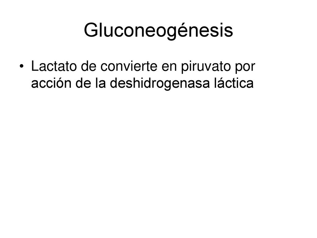 Gluconeogénesis Lactato de convierte en piruvato por acción de la deshidrogenasa láctica