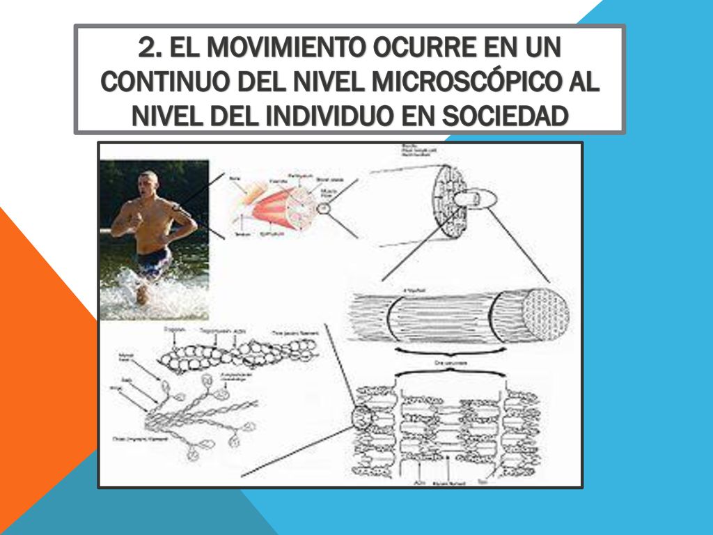 2. El movimiento ocurre en un continuo del nivel microscópico al nivel del individuo en sociedad
