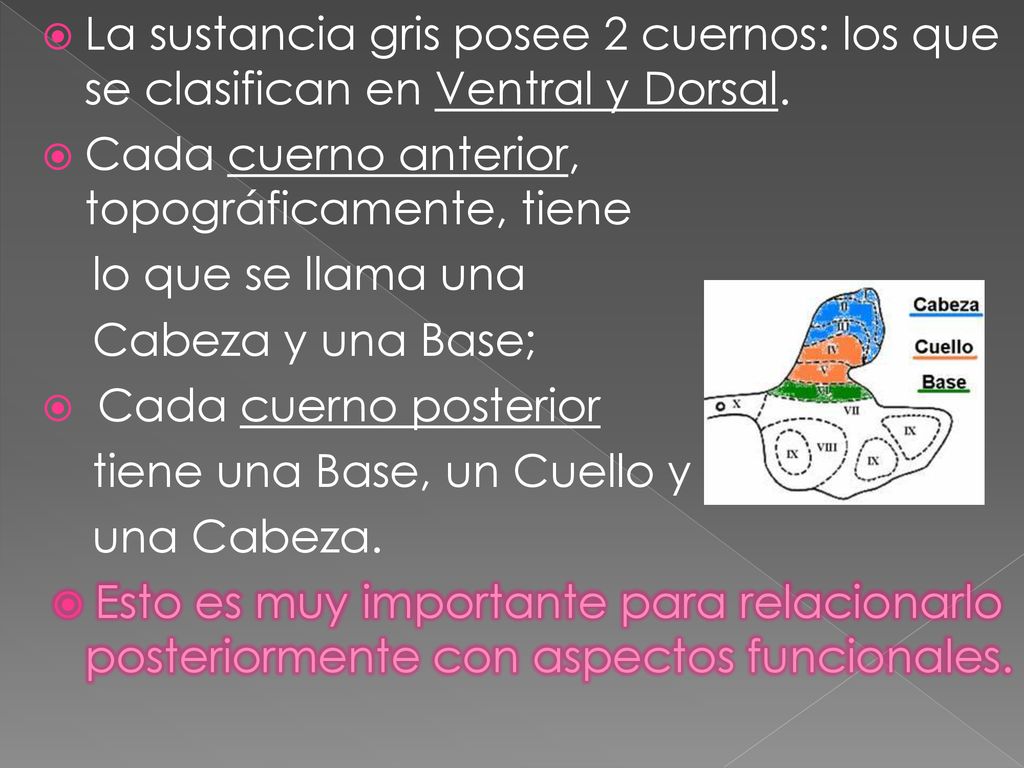 La sustancia gris posee 2 cuernos: los que se clasifican en Ventral y Dorsal.