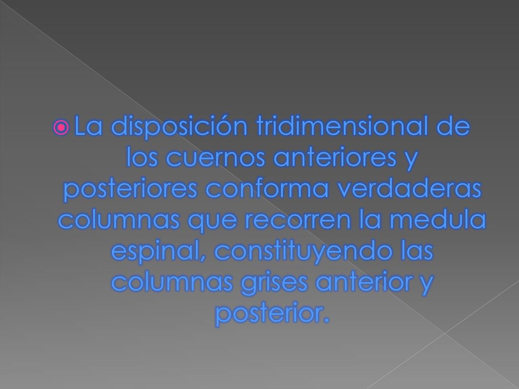 La disposición tridimensional de los cuernos anteriores y posteriores conforma verdaderas columnas que recorren la medula espinal, constituyendo las columnas grises anterior y posterior.