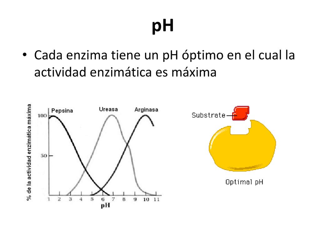 pH Cada enzima tiene un pH óptimo en el cual la actividad enzimática es máxima