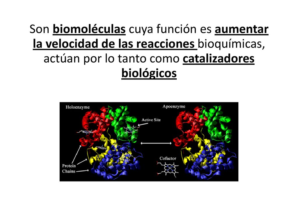 Son biomoléculas cuya función es aumentar la velocidad de las reacciones bioquímicas, actúan por lo tanto como catalizadores biológicos