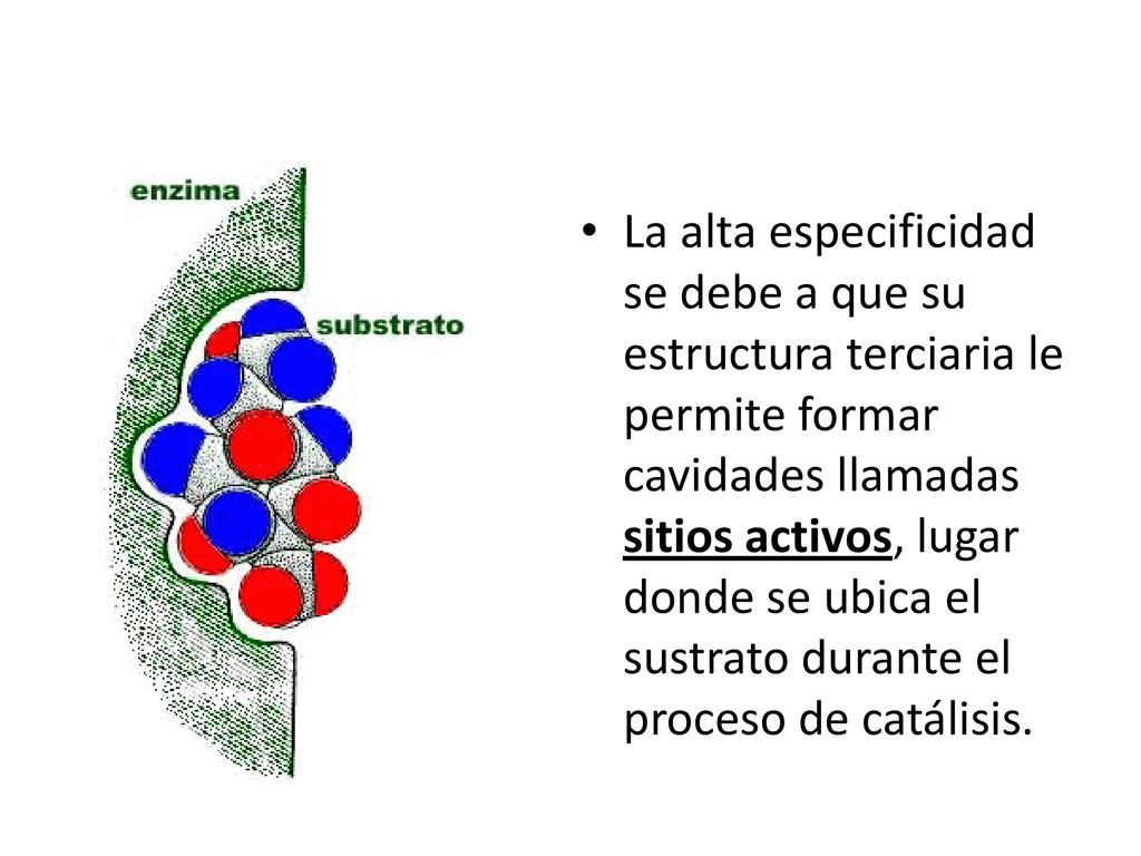 La alta especificidad se debe a que su estructura terciaria le permite formar cavidades llamadas sitios activos, lugar donde se ubica el sustrato durante el proceso de catálisis.