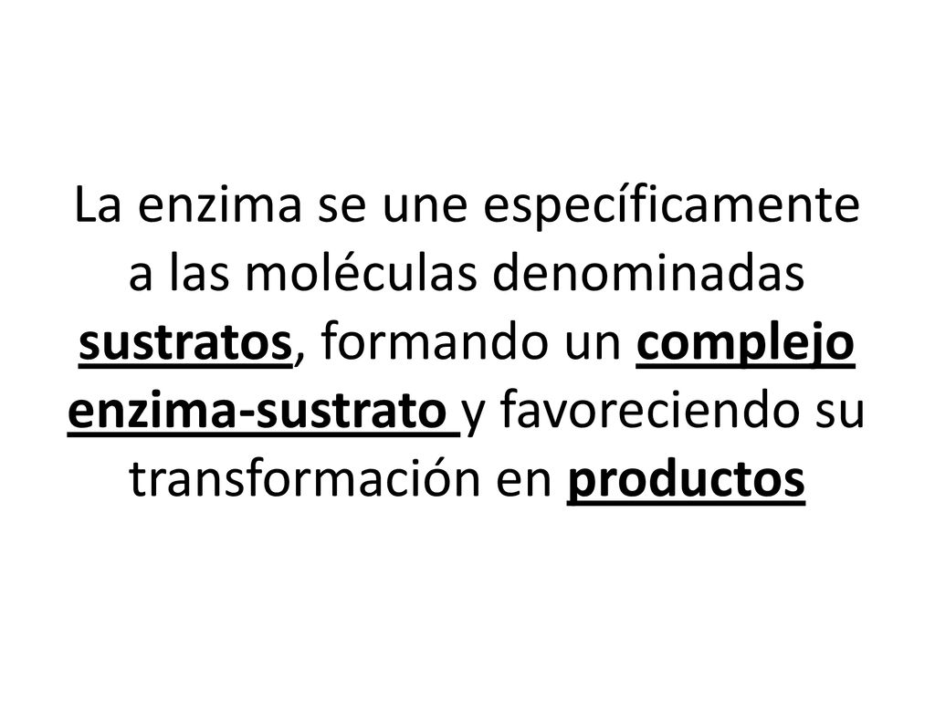 La enzima se une específicamente a las moléculas denominadas sustratos, formando un complejo enzima-sustrato y favoreciendo su transformación en productos