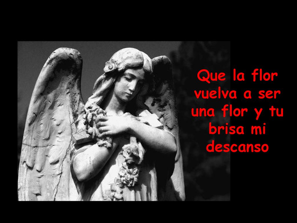 Que la flor vuelva a ser una flor y tu brisa mi descanso