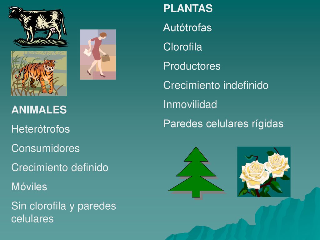 PLANTAS Autótrofas. Clorofila. Productores. Crecimiento indefinido. Inmovilidad. Paredes celulares rígidas.