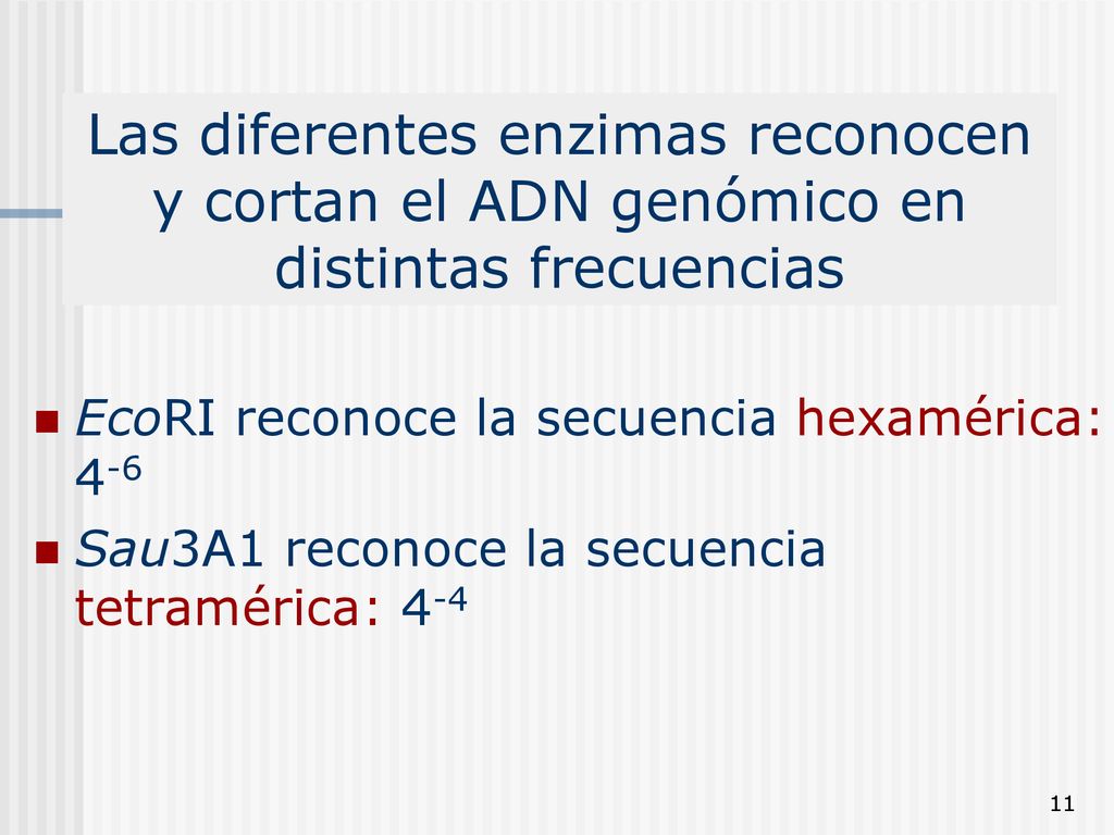 Las diferentes enzimas reconocen y cortan el ADN genómico en distintas frecuencias