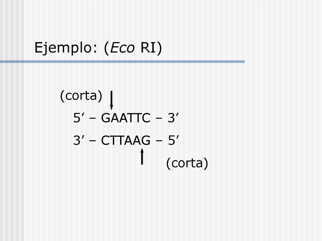 Ejemplo: (Eco RI) (corta) 5’ – GAATTC – 3’ 3’ – CTTAAG – 5’