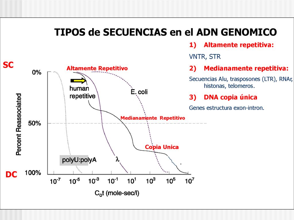 TIPOS de SECUENCIAS en el ADN GENOMICO