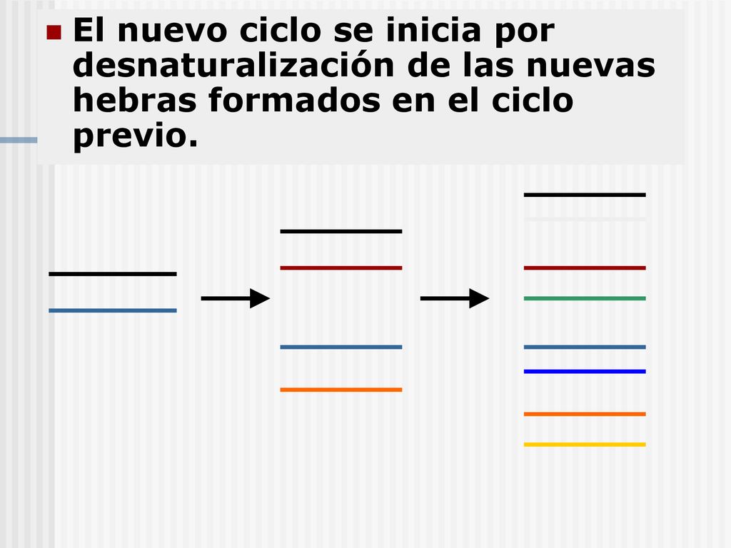 El nuevo ciclo se inicia por desnaturalización de las nuevas hebras formados en el ciclo previo.