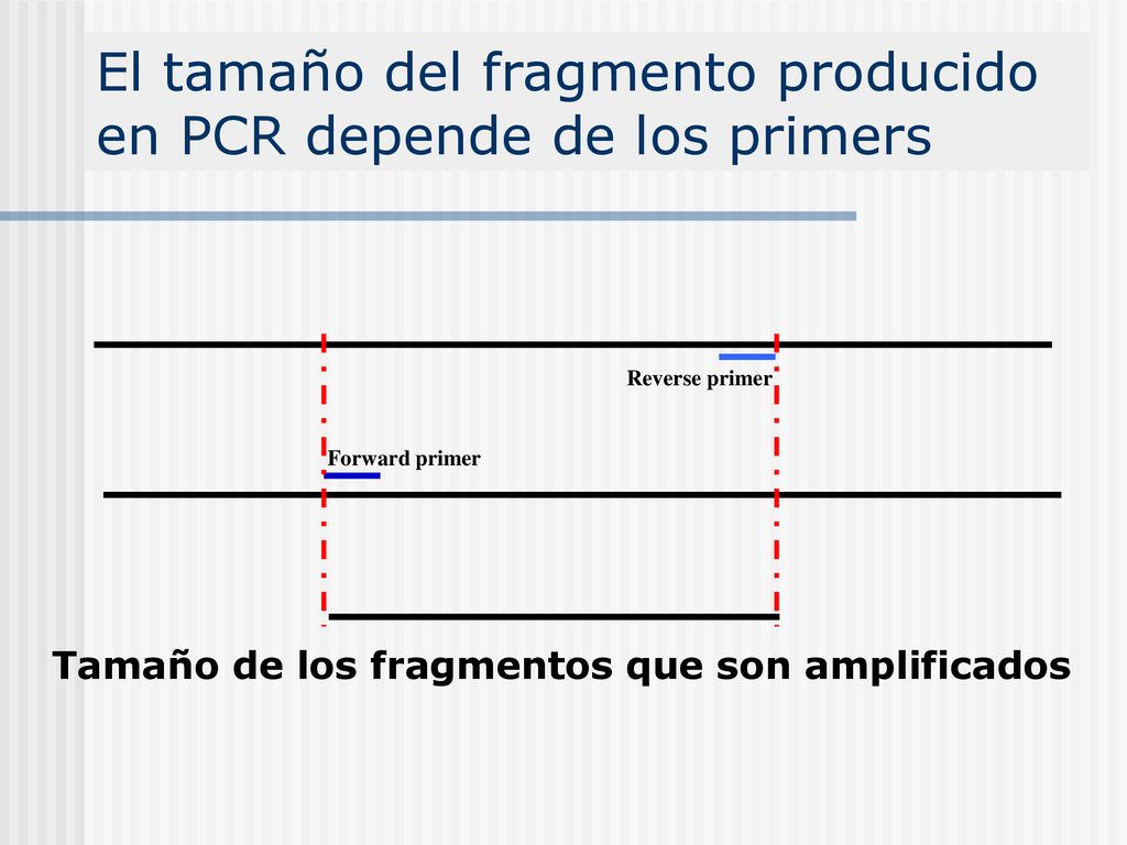 El tamaño del fragmento producido en PCR depende de los primers