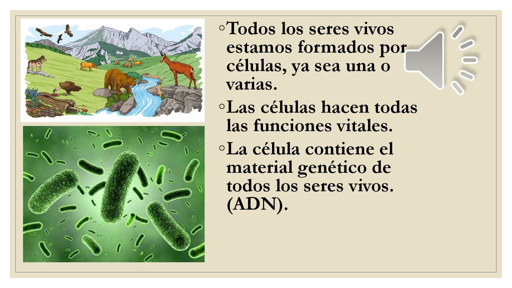 Todos los seres vivos estamos formados por células, ya sea una o varias.