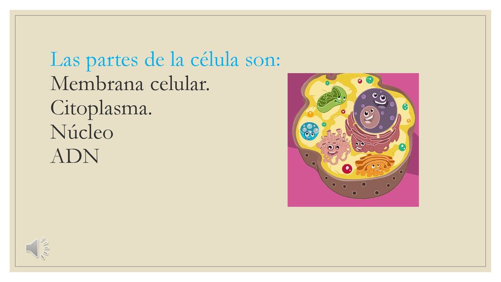 Las partes de la célula son: Membrana celular. Citoplasma. Núcleo ADN