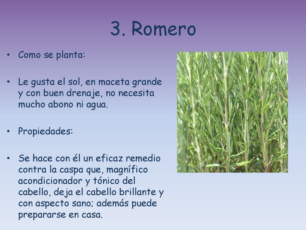 3. Romero Como se planta: Le gusta el sol, en maceta grande y con buen drenaje, no necesita mucho abono ni agua.