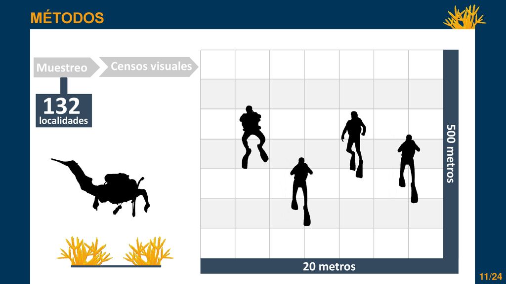 132 MÉTODOS Censos visuales Muestreo 500 metros 20 metros localidades