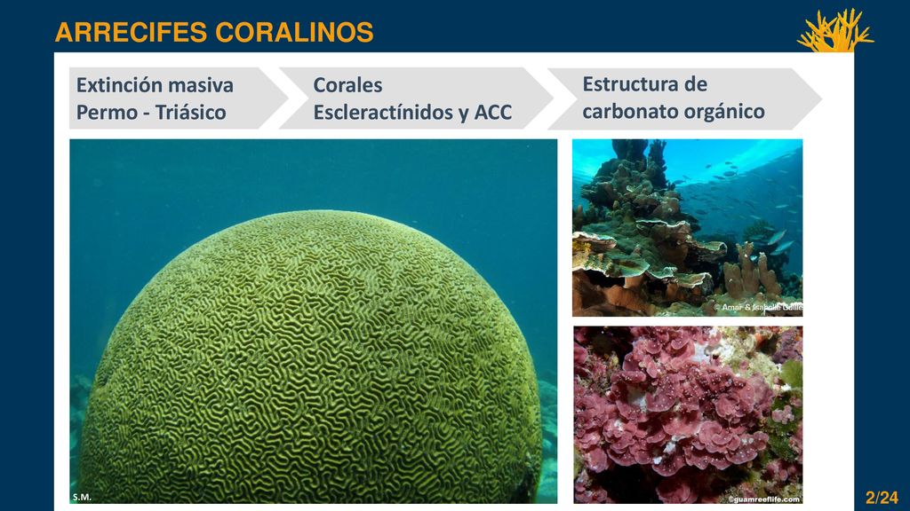 ARRECIFES CORALINOS Extinción masiva Permo - Triásico Corales