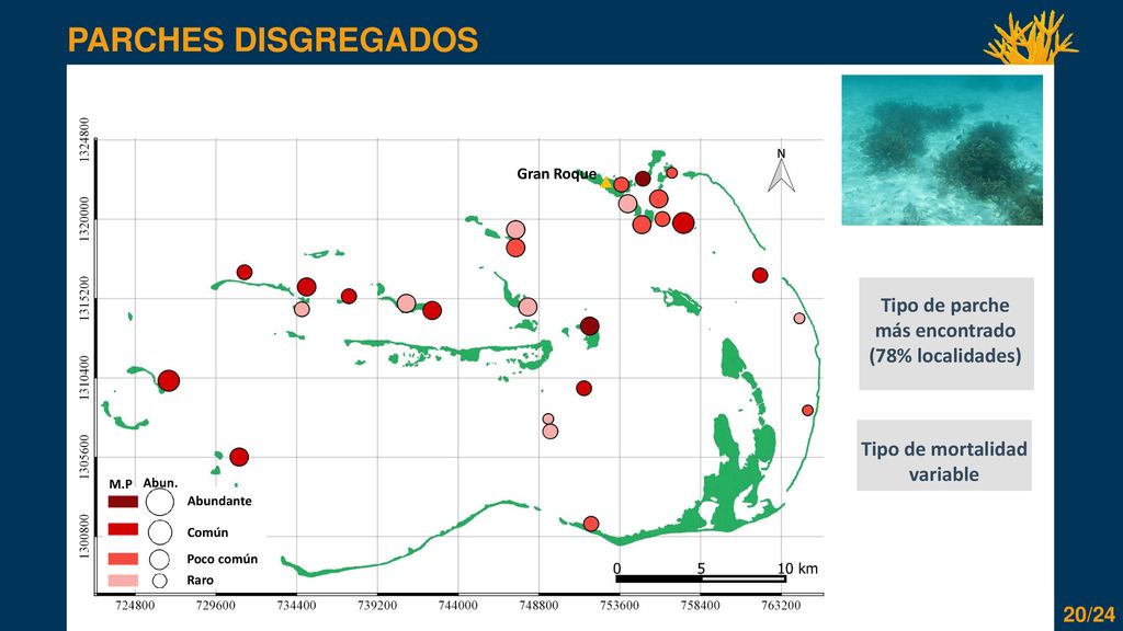 PARCHES DISGREGADOS Tipo de parche más encontrado (78% localidades)