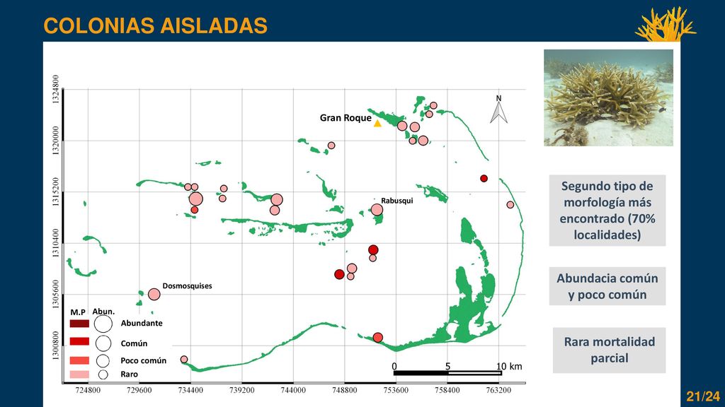 COLONIAS AISLADAS Gran Roque. Segundo tipo de morfología más encontrado (70% localidades) Rabusqui.