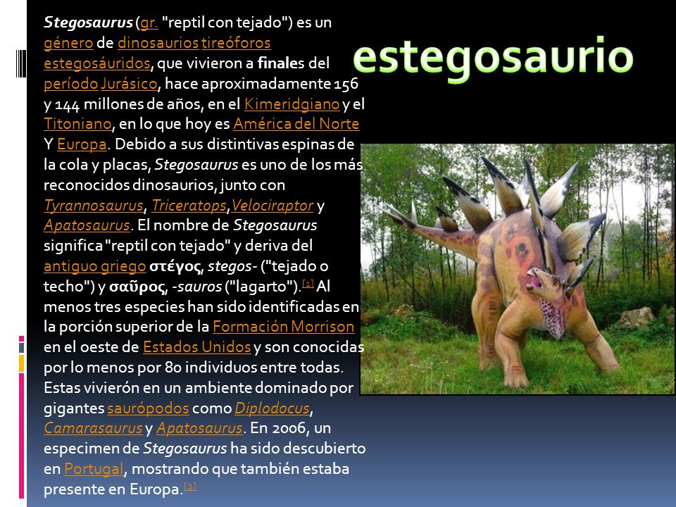 Stegosaurus (gr. reptil con tejado ) es un género de dinosaurios tireóforos estegosáuridos, que vivieron a finales del período Jurásico, hace aproximadamente 156 y 144 millones de años, en el Kimeridgiano y el Titoniano, en lo que hoy es América del Norte Y Europa. Debido a sus distintivas espinas de la cola y placas, Stegosaurus es uno de los más reconocidos dinosaurios, junto con Tyrannosaurus, Triceratops,Velociraptor y Apatosaurus. El nombre de Stegosaurus significa reptil con tejado y deriva del antiguo griego στέγος, stegos- ( tejado o techo ) y σαῦρος, -sauros ( lagarto ).[1] Al menos tres especies han sido identificadas en la porción superior de la Formación Morrison en el oeste de Estados Unidos y son conocidas por lo menos por 80 individuos entre todas. Estas vivierón en un ambiente dominado por gigantes saurópodos como Diplodocus, Camarasaurus y Apatosaurus. En 2006, un especimen de Stegosaurus ha sido descubierto en Portugal, mostrando que también estaba presente en Europa.[2]