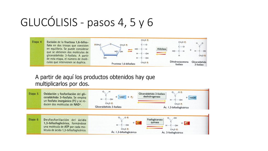 GLUCÓLISIS - pasos 4, 5 y 6 A partir de aquí los productos obtenidos hay que.