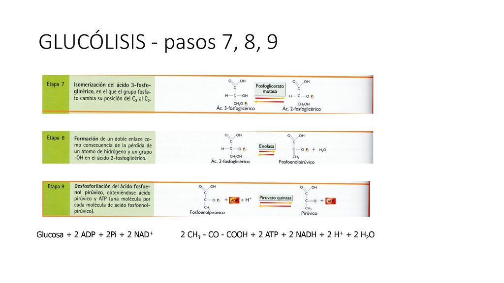 GLUCÓLISIS - pasos 7, 8, 9 Glucosa + 2 ADP + 2Pi + 2 NAD+ 2 CH3 - CO - COOH + 2 ATP + 2 NADH + 2 H+ + 2 H2O.