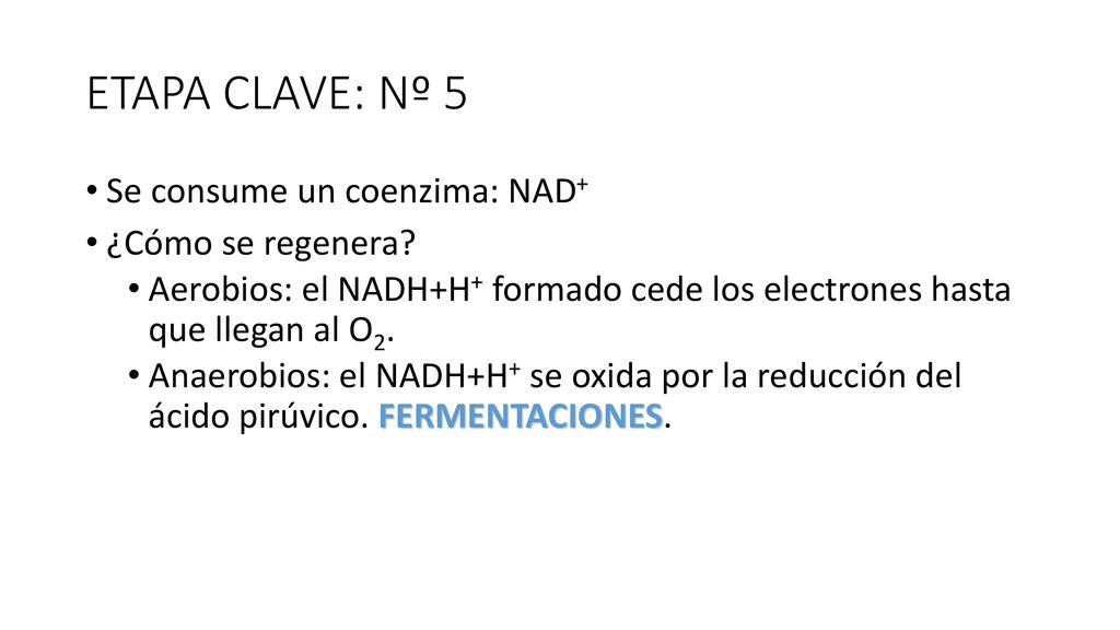 ETAPA CLAVE: Nº 5 Se consume un coenzima: NAD+ ¿Cómo se regenera