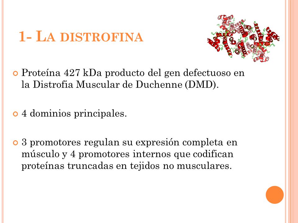 1- La distrofina Proteína 427 kDa producto del gen defectuoso en la Distrofia Muscular de Duchenne (DMD).