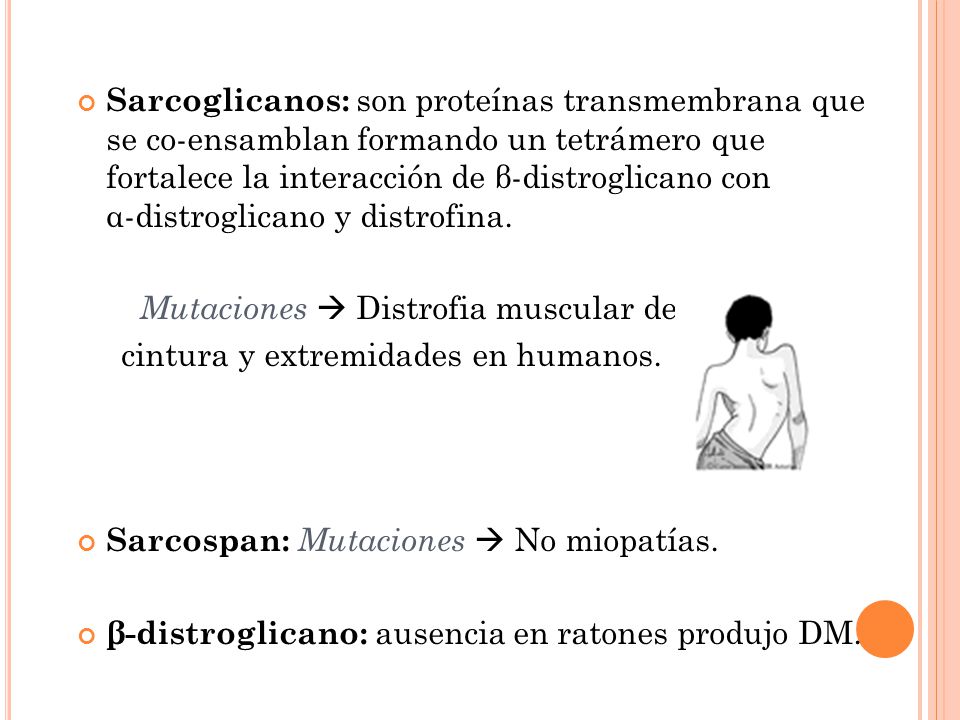 Sarcoglicanos: son proteínas transmembrana que se co-ensamblan formando un tetrámero que fortalece la interacción de β-distroglicano con α-distroglicano y distrofina.