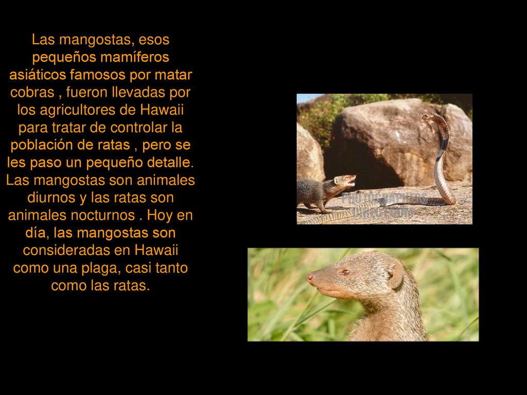 Las mangostas, esos pequeños mamíferos asiáticos famosos por matar cobras , fueron llevadas por los agricultores de Hawaii para tratar de controlar la población de ratas , pero se les paso un pequeño detalle.