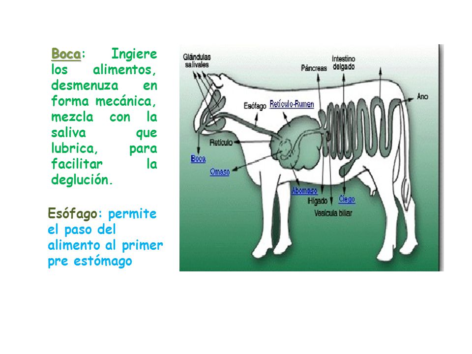 Boca: Ingiere los alimentos, desmenuza en forma mecánica, mezcla con la saliva que lubrica, para facilitar la deglución.
