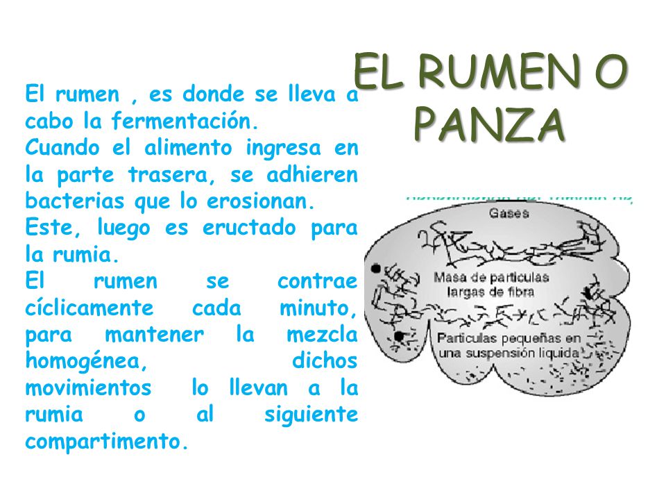 EL RUMEN O PANZA El rumen , es donde se lleva a cabo la fermentación.