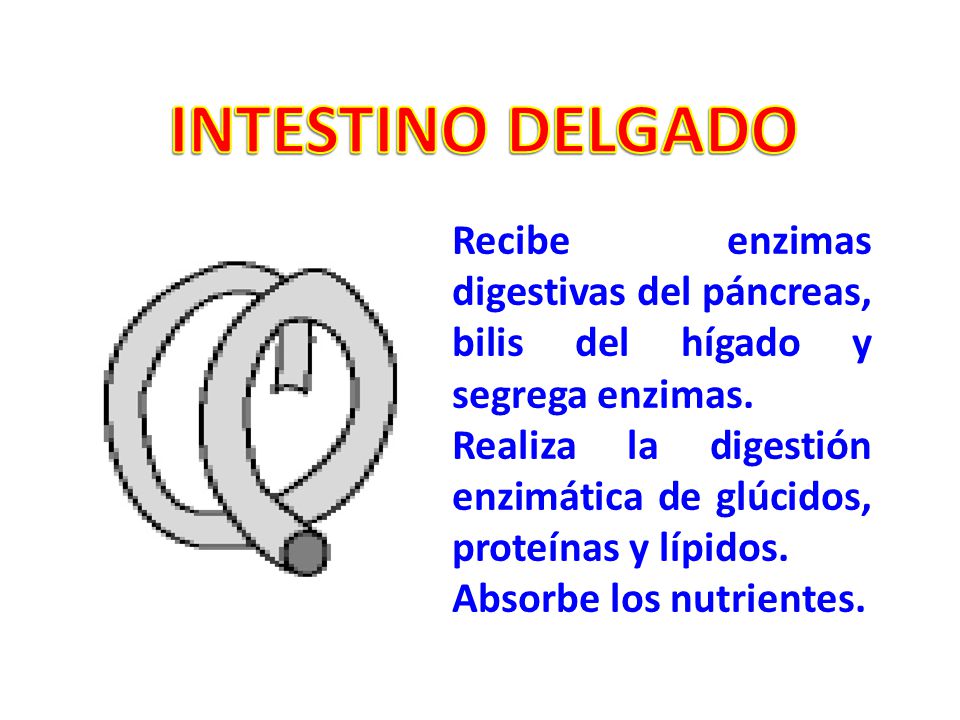 INTESTINO DELGADO Recibe enzimas digestivas del páncreas, bilis del hígado y segrega enzimas.