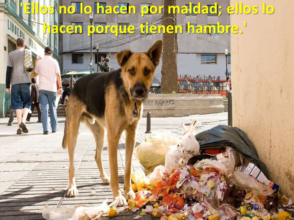 Ellos no lo hacen por maldad; ellos lo hacen porque tienen hambre.
