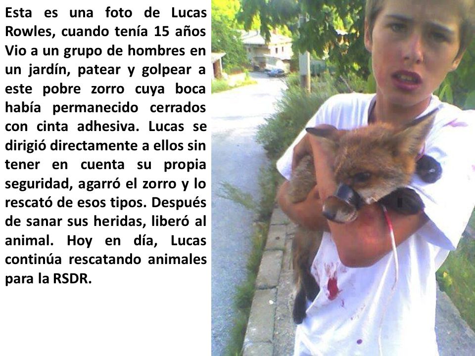 Esta es una foto de Lucas Rowles, cuando tenía 15 años Vio a un grupo de hombres en un jardín, patear y golpear a este pobre zorro cuya boca había permanecido cerrados con cinta adhesiva.