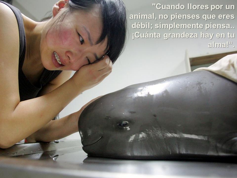 Cuando llores por un animal, no pienses que eres débil; simplemente piensa..