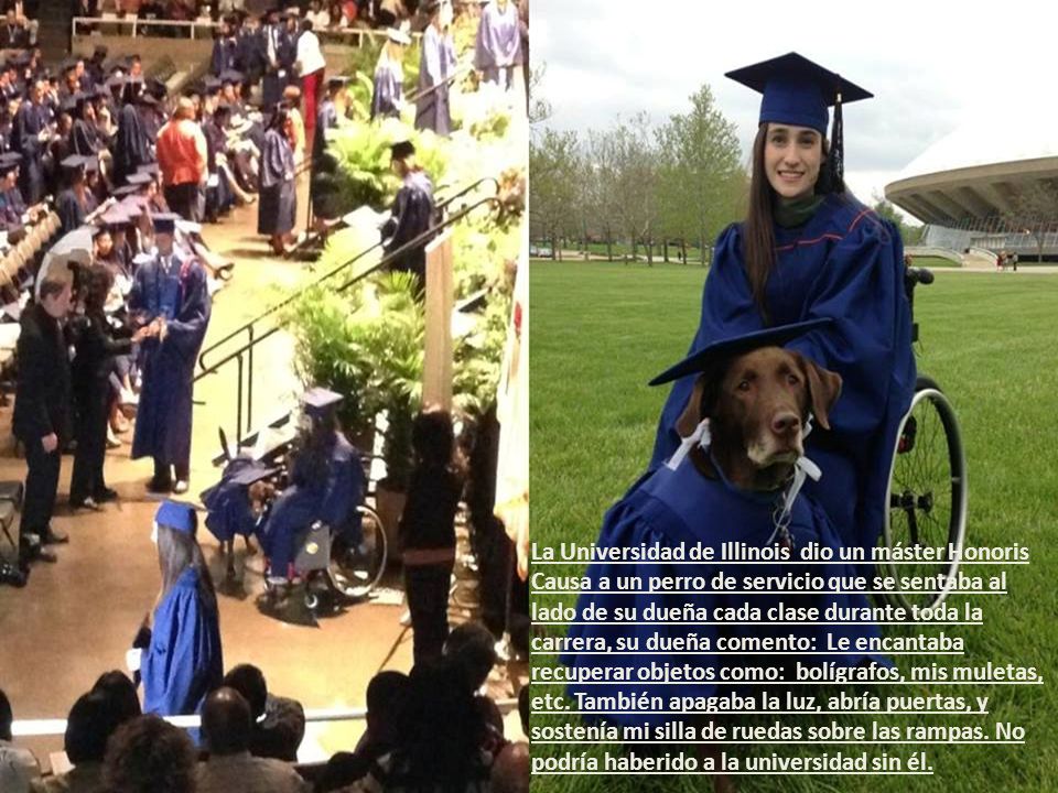 La Universidad de Illinois dio un máster Honoris Causa a un perro de servicio que se sentaba al lado de su dueña cada clase durante toda la carrera, su dueña comento: Le encantaba recuperar objetos como: bolígrafos, mis muletas, etc.