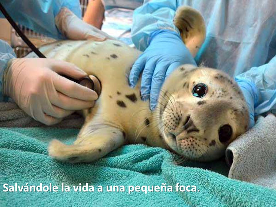 Salvándole la vida a una pequeña foca.