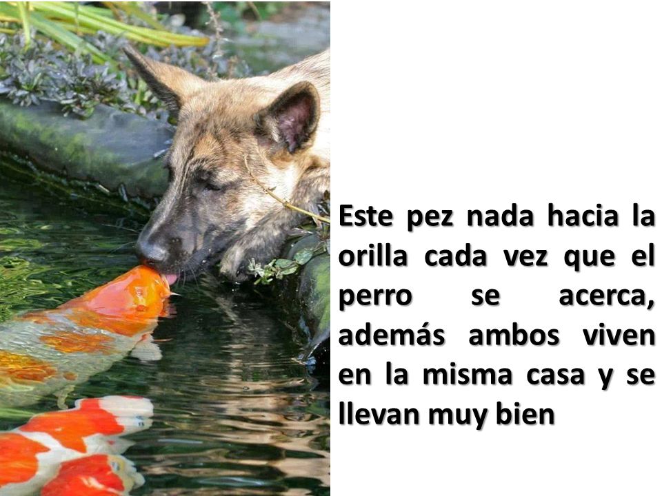Este pez nada hacia la orilla cada vez que el perro se acerca, además ambos viven en la misma casa y se llevan muy bien