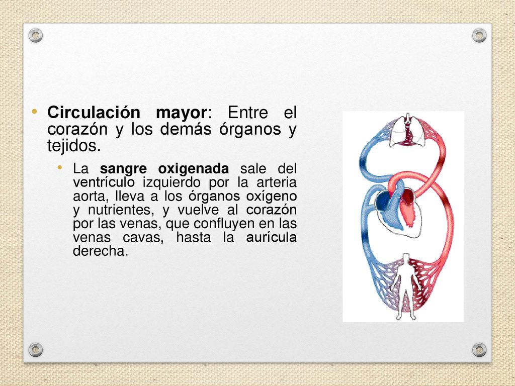 Circulación mayor: Entre el corazón y los demás órganos y tejidos.