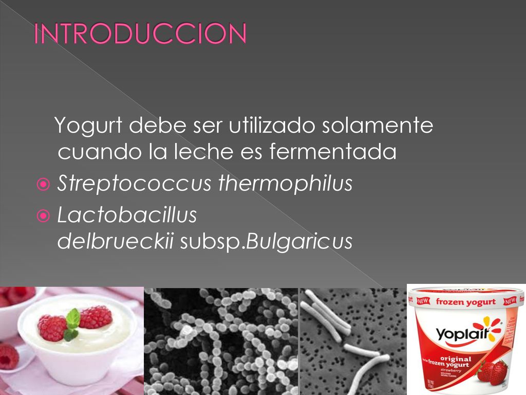 INTRODUCCION Yogurt debe ser utilizado solamente cuando la leche es fermentada Streptococcus thermophilus
