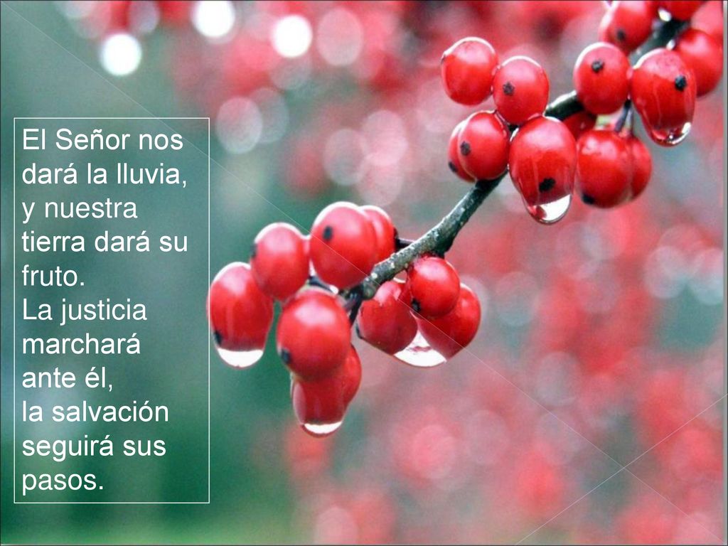 El Señor nos dará la lluvia, y nuestra tierra dará su fruto