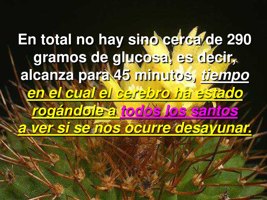 en el cual el cerebro ha estado rogándole a todos los santos