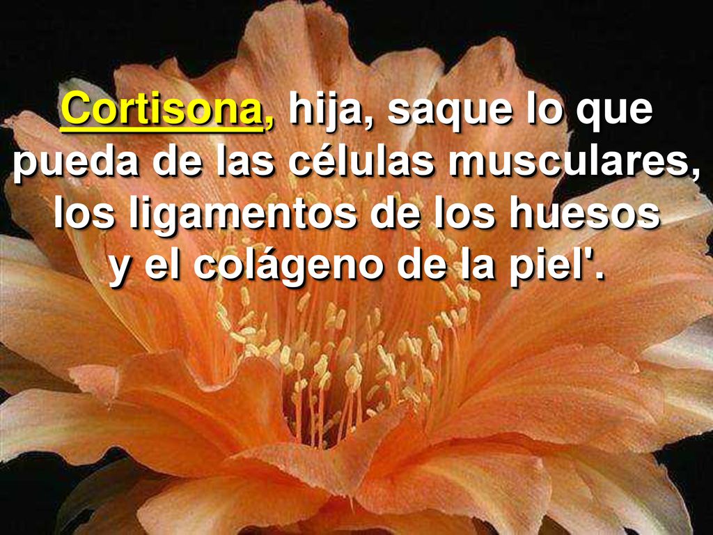 Cortisona, hija, saque lo que pueda de las células musculares, los ligamentos de los huesos