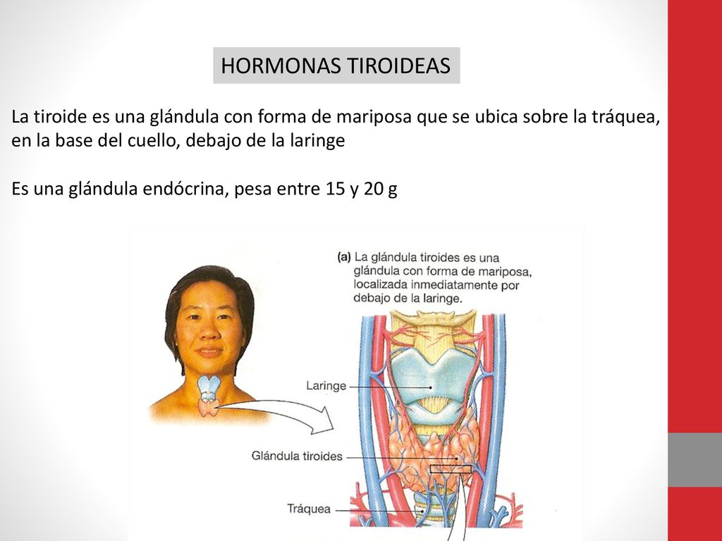 HORMONAS TIROIDEAS La tiroide es una glándula con forma de mariposa que se ubica sobre la tráquea, en la base del cuello, debajo de la laringe.