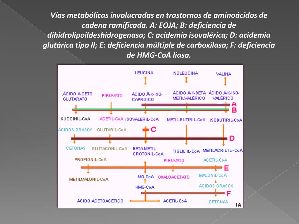 Vías metabólicas involucradas en trastornos de aminoácidos de cadena ramificada.