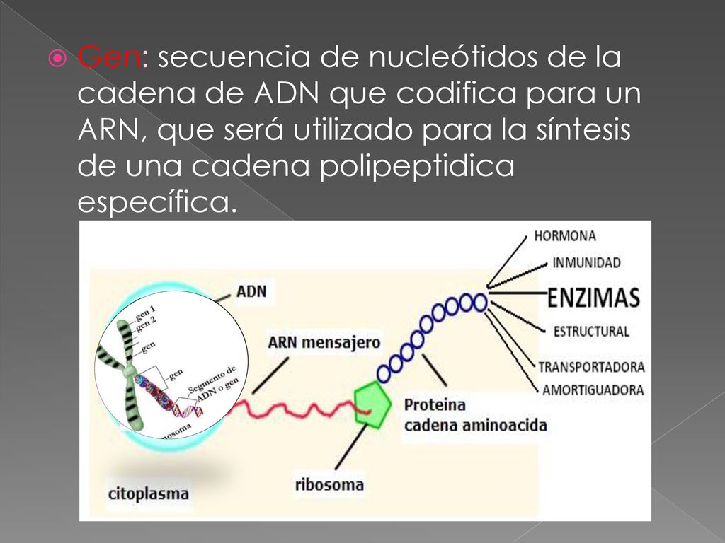 Gen: secuencia de nucleótidos de la cadena de ADN que codifica para un ARN, que será utilizado para la síntesis de una cadena polipeptidica específica.