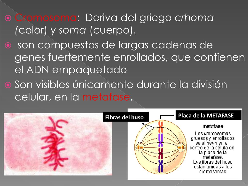 Cromosoma: Deriva del griego crhoma (color) y soma (cuerpo).