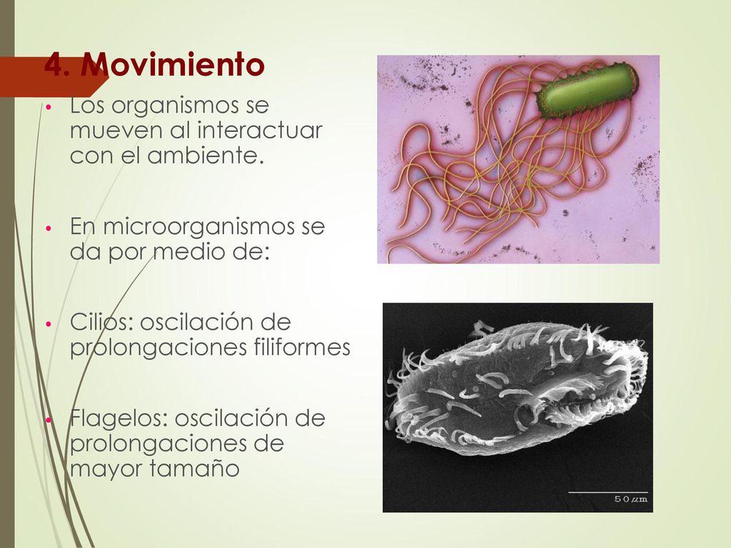 4. Movimiento Los organismos se mueven al interactuar con el ambiente.